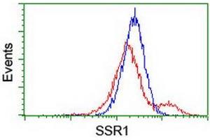 Image no. 2 for anti-Signal Sequence Receptor, alpha (SSR1) antibody (ABIN1501153) (SSR1 Antikörper)