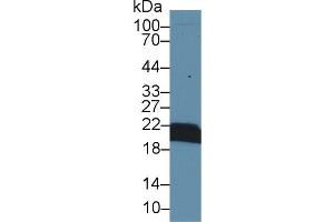 Western blot analysis of Mouse Kidney lysate, using Mouse CYPB Antibody (1 µg/ml) and HRP-conjugated Goat Anti-Rabbit antibody ( (PPIB Antikörper  (AA 34-216))