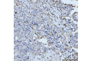 IHC analysis of PLD3 using anti-PLD3 antibody (ABIN7599439). (PLD3 Antikörper  (AA 1-490))