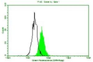 Above is the histogram of Mouse anti-Human beta 2 Micro Globulin monoclonal antibody (D2A10) 1:100 (10ug/mL) staining of Hela cells. (beta-2 Microglobulin Antikörper)