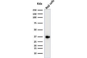 Western Blot Analysis of Raji cell lysate using BOB1 Mouse Monoclonal Antibody (BOB1/2421). (POU2AF1 Antikörper  (AA 148-255))