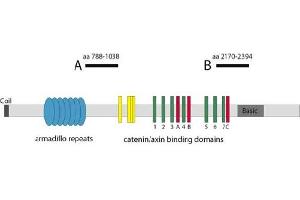 Image no. 1 for anti-Adenomatous Polyposis Coli (APC) antibody (ABIN1105396) (APC Antikörper)