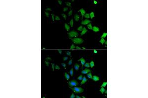 Immunofluorescence analysis of U2OS cells using PSG1 antibody (ABIN6293474). (PSG1 Antikörper)
