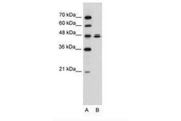 HSPBAP1 anticorps  (AA 412-461)