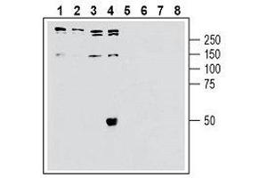 Western blot analysis of human Jurkat T-cell leukemia cell line lysate (lanes 1 and 5), human SH-SY5Y neuroblastoma cell line lysate (lanes 2 and 6), human Colo-205 colon adenocarcinoma cell line lysate (lanes 3 and 7) and HepG2 hepatocellular carcinoma (lanes 4 and 8): - 1-4. (SORL1 Antikörper  (Extracellular, N-Term))