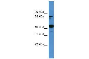 WB Suggested Anti-Ascc1 Antibody Titration: 0.