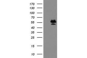 Image no. 2 for anti-Protein Arginine Methyltransferase 2 (PRMT2) antibody (ABIN1500419) (PRMT2 Antikörper)