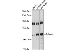 Western blot analysis of extracts of various cell lines, using DDX46 antibody  at 1:1000 dilution. (DDX46 Antikörper  (AA 682-1031))