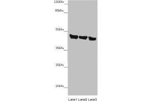 Western blot All lanes: ASPN antibody at 14 μg/mL Lane 1: Mouse heart tissue Lane 2: Mouse liver tissue Lane 3: HL60 whole cell lysate Secondary Goat polyclonal to rabbit IgG at 1/10000 dilution Predicted band size: 43 kDa Observed band size: 43 kDa (Asporin Antikörper  (AA 33-380))