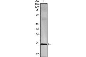 Western Blotting (WB) image for anti-Interferon gamma (IFNG) antibody (ABIN1107646) (Interferon gamma Antikörper)