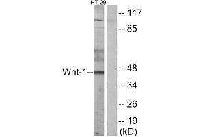 Western blot analysis of extracts from HT-29 cells, using WNT1 antibody. (WNT1 Antikörper  (C-Term))