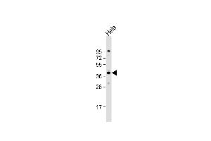 Anti-DNAJB4 Antibody (C-Term) at 1:2000 dilution + Hela whole cell lysate Lysates/proteins at 20 μg per lane.
