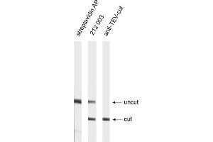 Western Blotting (WB) image for anti-TEV (Cut Protease Site) antibody (ABIN1742525) (TEV (Cut Protease Site) Antikörper)