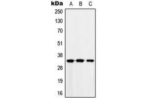 Western blot analysis of MAD2L1BP expression in HEK293T (A), Raw264. (MAD2L1BP Antikörper  (N-Term))
