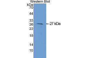 Western Blotting (WB) image for anti-Glutathione S-Transferase mu 1 (GSTM1) (AA 1-218) antibody (ABIN1078084) (GSTM1 Antikörper  (AA 1-218))