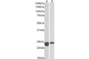 ABIN768566 (0. (SOD2 Antikörper  (AA 119-130))
