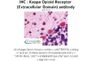 Image no. 1 for anti-Opioid Receptor, kappa 1 (OPRK1) (2nd Extracellular Domain) antibody (ABIN1736158) (OPRK1 Antikörper  (2nd Extracellular Domain))