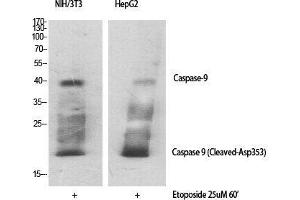 Western Blot (WB) analysis of specific cells using Cleaved-Caspase-9 (D353) Polyclonal Antibody.
