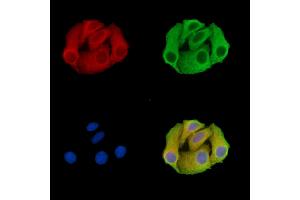 C20orf27 Antibody staining Hela cells by IF/ICC. (C20ORF27 Antikörper)