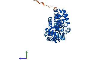 Protein Structure (PS) image for Replication Factor C (Activator 1) 5, 36.5kDa (RFC5) (AA 1-339) protein (His tag) (ABIN7560833)