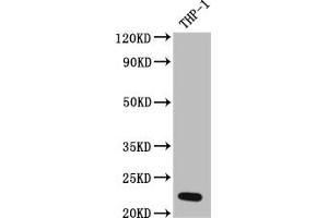 Western Blot Positive WB detected in: THP-1 whole cell lysate All lanes: IL23 antibody at 1:1000 Secondary Goat polyclonal to rabbit IgG at 1/50000 dilution Predicted band size: 21 kDa Observed band size: 21 kDa (Rekombinanter IL23A Antikörper)