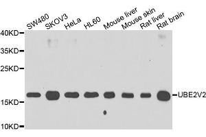 Western blot analysis of extracts of various cell lines, using UBE2V2 antibody (ABIN5975744) at 1/1000 dilution. (UBE2V2 Antikörper)