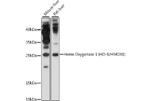 Western blot analysis of extracts of various cell lines, using Heme Oxygenase 1 (HO-1/HMOX1) antibody (ABIN6131782, ABIN6141882 and ABIN7101395) at 1:1000 dilution. (HMOX1 Antikörper)