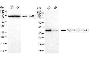 Western blotting analysis using Aly/REF export factor antibody (ABIN7800546). (Rekombinanter THO Complex 4 Antikörper)