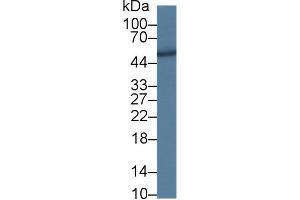 Western Blotting (WB) image for anti-Dipeptidyl-Peptidase 7 (DPP7) (AA 28-486) antibody (ABIN5013459)