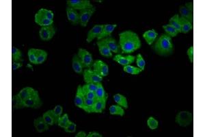 Immunofluorescence staining of HepG2 cells with ABIN7156094 at 1:66, counter-stained with DAPI. (IGKC Antikörper  (AA 1-107))