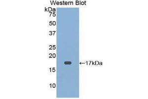 Western Blotting (WB) image for anti-CD59 (CD59) (AA 22-96) antibody (ABIN1174498) (CD59 Antikörper  (AA 22-96))