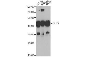 Western blot analysis of extracts of various cell lines, using ELF3 antibody (ABIN5973778) at 1/1000 dilution. (ELF3 Antikörper)