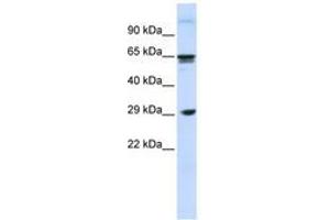 Image no. 1 for anti-C-Type Lectin Domain Family 4, Member M (CLEC4M) (N-Term) antibody (ABIN6740764) (C-Type Lectin Domain Family 4, Member M (CLEC4M) (N-Term) Antikörper)