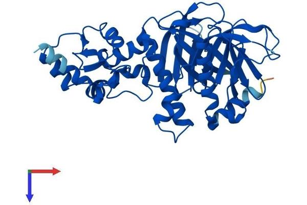 ADAP1 Protein (AA 1-374) (His tag)