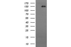 Image no. 1 for anti-CD163 (CD163) antibody (ABIN1497176) (CD163 Antikörper)