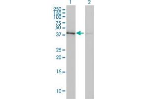 Western Blot analysis of ACTB expression in transfected 293T cell line by ACTB monoclonal antibody (M01), clone 3G4-F9.