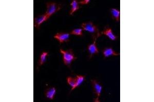Immunofluorescence (IF) image for anti-Nanos Homolog 1 (NANOS1) antibody (ABIN2997721) (Nanos Homolog 1 Antikörper)