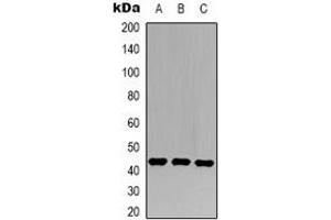 Western blot analysis of c-Jun expression in 293T (A), Hela (B), NIH3T3 (C) whole cell lysates. (C-JUN Antikörper)