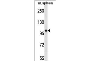 POLR3B Antibody (N-term) (ABIN657740 and ABIN2846724) western blot analysis in mouse spleen tissue lysates (35 μg/lane). (POLR3B Antikörper  (N-Term))