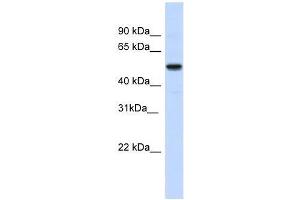 IRX3 antibody used at 0. (IRX3 Antikörper  (N-Term))