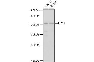 Western blot analysis of extracts of various cell lines, using LEO1 antibody (ABIN6133790, ABIN6143141 and ABIN7101832) at 1:1000 dilution. (LEO1 Antikörper)