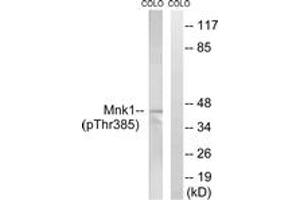 Western blot analysis of extracts from COLO205 cells treated with PMA 125ng/ml 30', using Mnk1 (Phospho-Thr385) Antibody. (MKNK1 Antikörper  (pThr385))