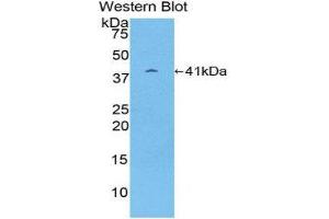 Western Blotting (WB) image for anti-Proteasome (Prosome, Macropain) 26S Subunit, Non-ATPase, 7 (PSMD7) (AA 1-324) antibody (ABIN1860342) (PSMD7 Antikörper  (AA 1-324))