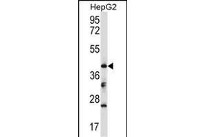 Mouse Bckdk Antibody (Center) (ABIN657720 and ABIN2846707) western blot analysis in HepG2 cell line lysates (35 μg/lane). (BCKDK Antikörper  (AA 159-188))