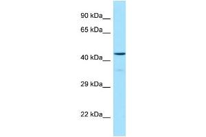 Western Blotting (WB) image for anti-Hypocretin (Orexin) Receptor 1 (HCRTR1) (C-Term) antibody (ABIN970862) (HCRTR1 Antikörper  (C-Term))