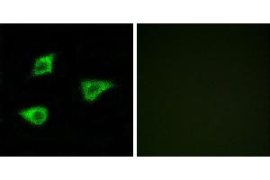 Peptide - +Immunofluorescence analysis of LOVO cells, using CHRM4 antibody. (CHRM4 Antikörper  (Internal Region))