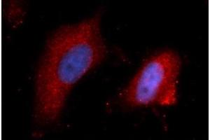 Immunofluorescence (IF) image for anti-Interleukin 15 (IL15) (AA 49-162) antibody (APC) (ABIN5565742)