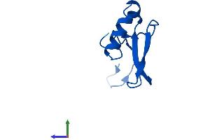 Protein Structure (PS) image for Ribosomal Protein S21 (RPS21) (AA 1-83) protein (Fc Tag) (ABIN7551567)