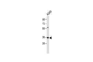 Anti-CASP5 Antibody (Center) at 1:2000 dilution + A549 whole cell lysate Lysates/proteins at 20 μg per lane. (CASP5 Antikörper  (AA 162-191))