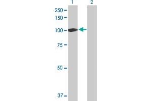 Western Blot analysis of UBA7 expression in transfected 293T cell line by UBA7 MaxPab polyclonal antibody. (UBA7 Antikörper  (AA 1-1012))